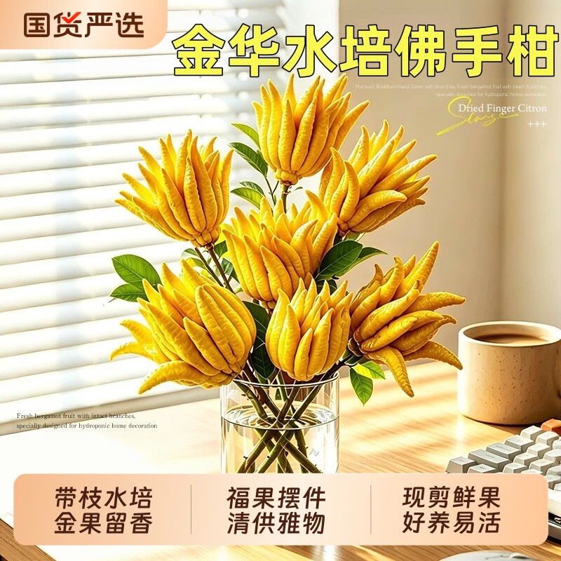 金华佛手柑鲜果水培植物室内桌面摆件新鲜佛手果闻香观赏天然香薰