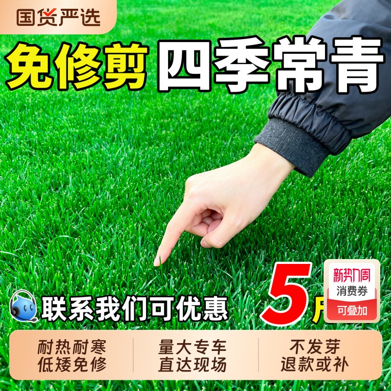 草坪草籽四季常青护坡固土狗牙根地毯草庭院绿化马尼拉黑麦草种子