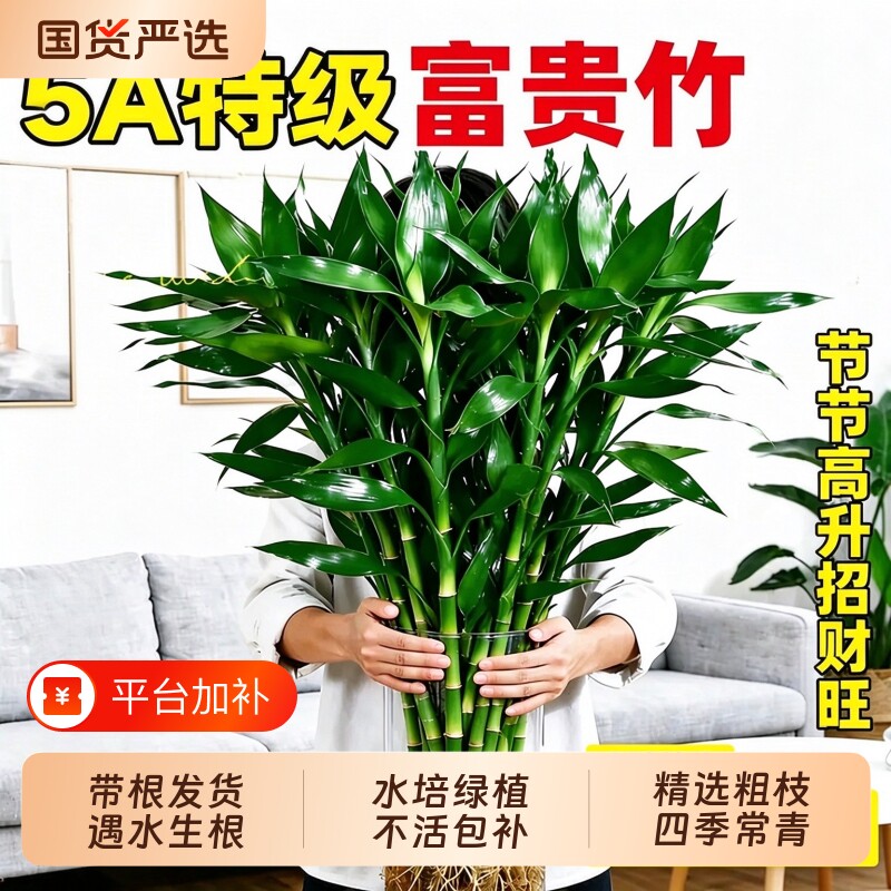 富贵竹水培植物水养发财竹带根客厅绿植招财转运文昌竹子盆栽室内