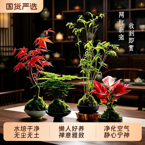 水培苔藓球绿植物桌面办公室内懒人好养盆栽发财树文竹红磷蕨类