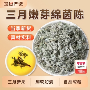 三月茵陈中药材官方旗舰店白蒿棉茵陈蒿绵茵陈因陈泡茶水新鲜散装