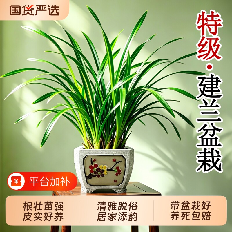 特级建兰盆栽室内外客厅名贵兰花阳台浓香型乔迁礼物好养开花绿植