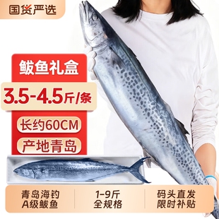 鲅鱼新鲜冷冻山东特大马鲛鱼整条青岛鲅鱼片燕鲅鱼段海鱼10斤鲜活