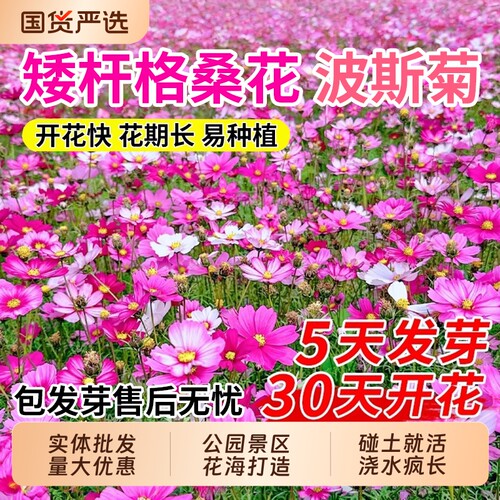 格桑花波斯菊种子种籽七彩重瓣四季播种开花易活庭院室外花籽野花