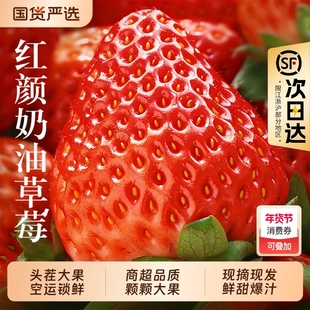 福瑞达草莓新鲜水果应季红颜99草莓九九牛奶奶油大甜草莓包邮顺丰