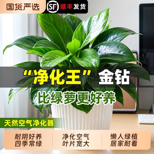 金钻盆栽绿植绿萝除办公室室内甲醛植物花卉水培净化空气好养温馨