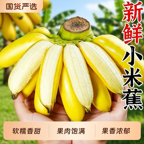 正宗广西小米蕉9斤|超3000次加购