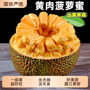 海南黄肉菠萝蜜一整个新鲜水果三亚当季脆甜木波罗蜜特产热带大果