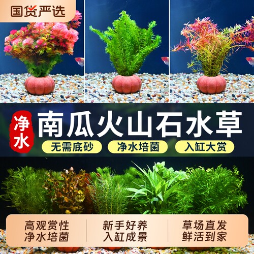 南瓜火山石水草鱼缸造景净水培菌