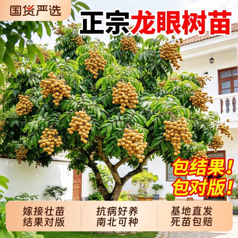 龙眼树苗嫁接盆栽正宗石硖储良龙眼水果树南方四季种植盆栽地栽