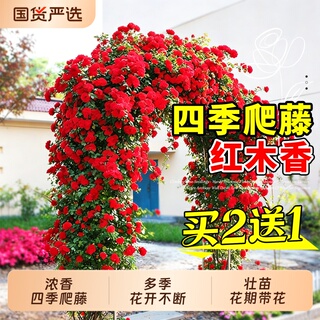 红木香花苗爬藤植物庭院四季耐寒黄白木香花树苗盆栽大苗开花重瓣