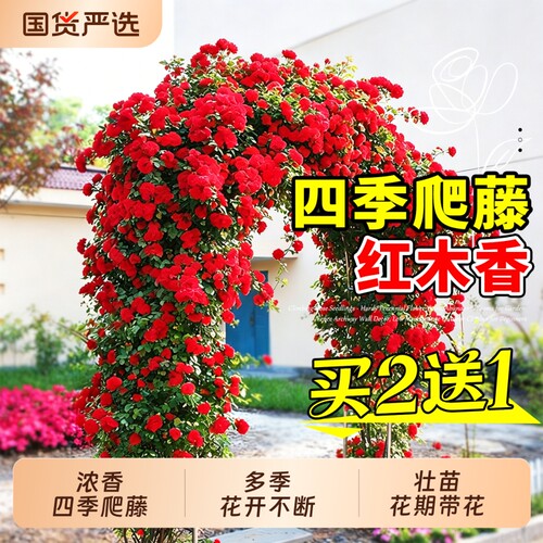 红木香花苗爬藤植物庭院四季