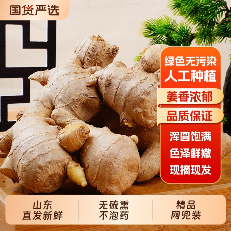 山东大姜老黄姜优质生姜月子姜风干姜现挖鲜姜新鲜大黄姜包邮种植