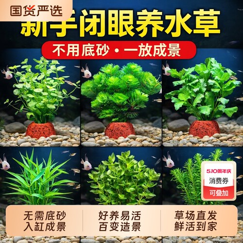 火山石水草植物鱼缸造景水培真草