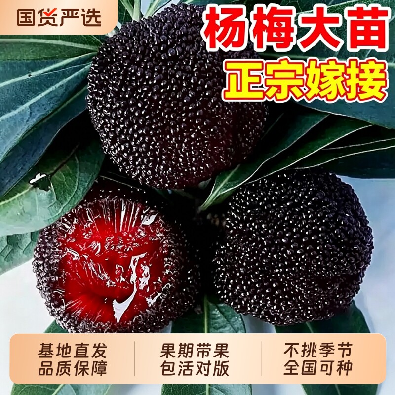 正宗东魁特大杨梅树苗仙居杨梅树嫁接苗南北方种植盆地栽当年结果
