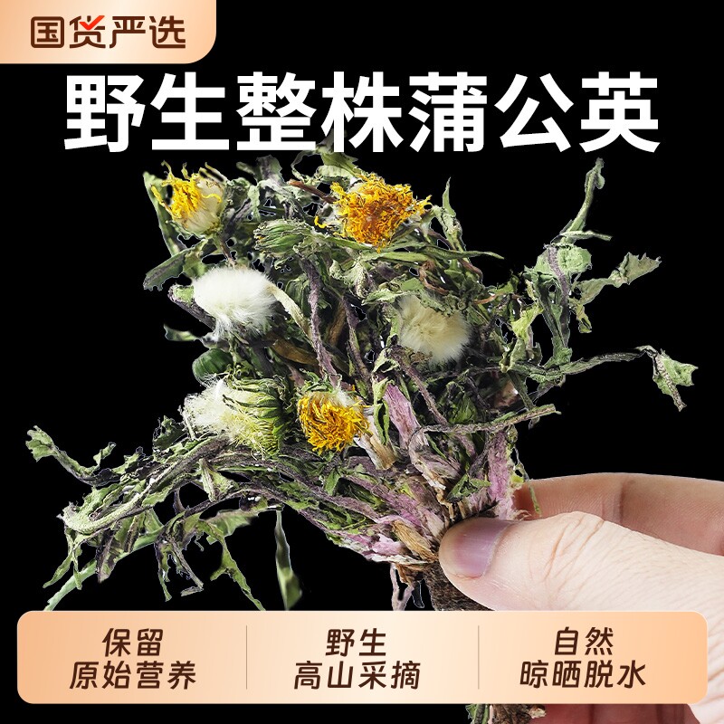 野生蒲公英整株带花带根图片