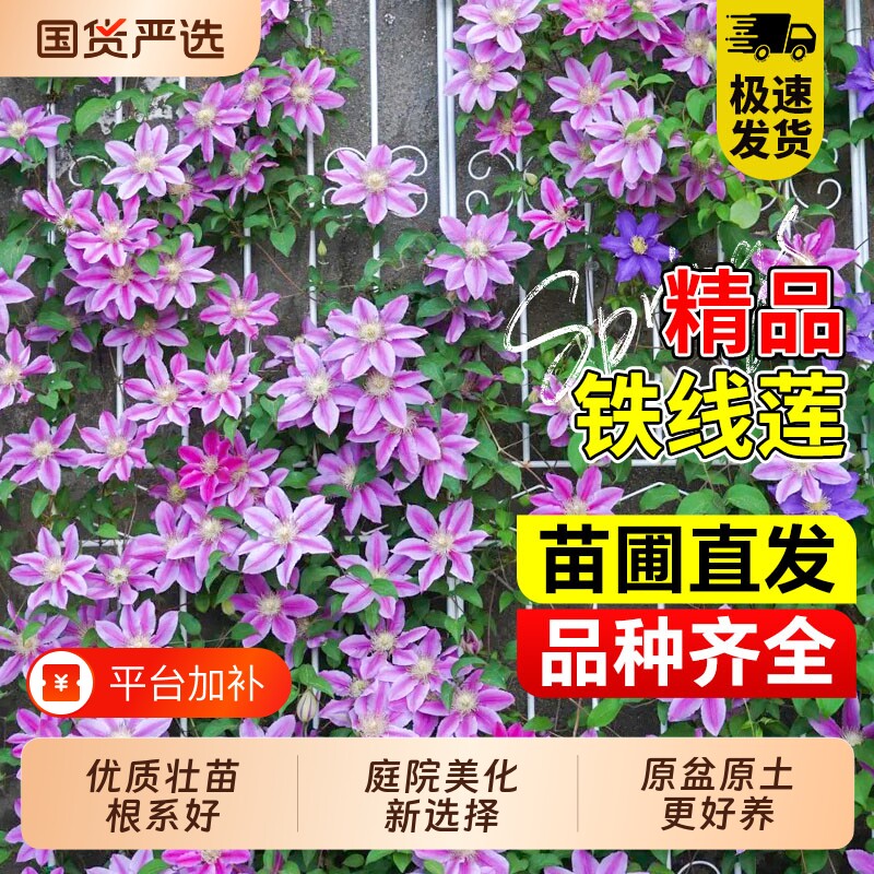 铁线莲大苗带花苞乌托邦倒影爬藤植物庭院耐寒花卉盆栽阳台耐热