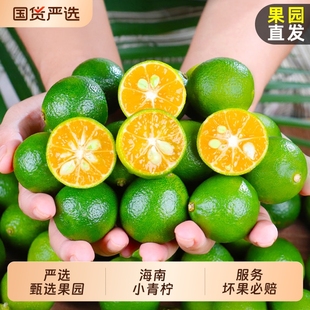 海南小金桔青桔新鲜小青柠檬青柑皮薄应季 水果5斤金橘奶茶调味料