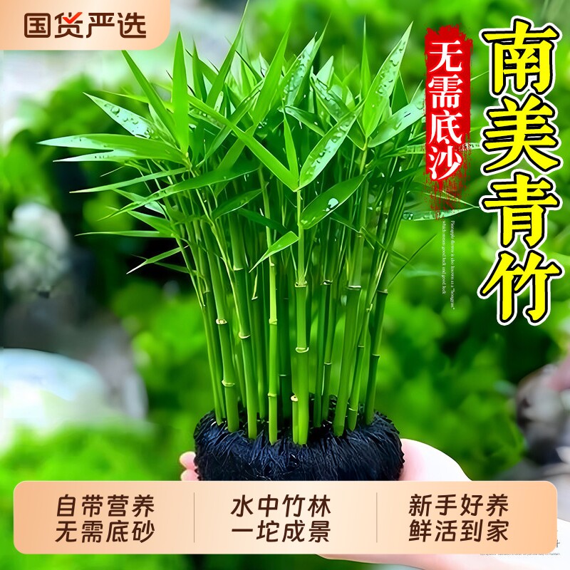 南美青竹坨草净水增氧鱼缸专用图片