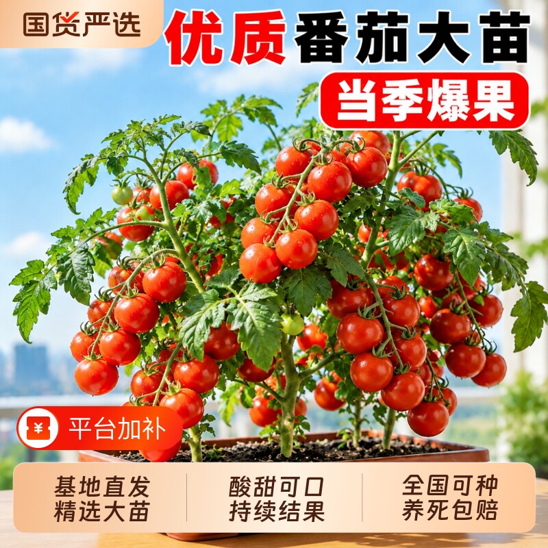 矮生番茄苗秧盆栽西红柿千禧小圣女果蔬菜苗种子四季水果阳台种植