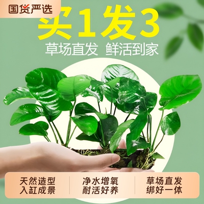 水榕植物鱼缸造景阴性真草装饰