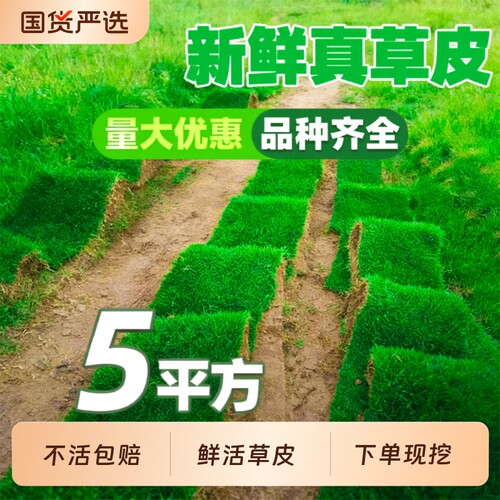 马尼拉草皮真草坪带土别墅花园绿化低矮免修剪四季青地毯草果岭草