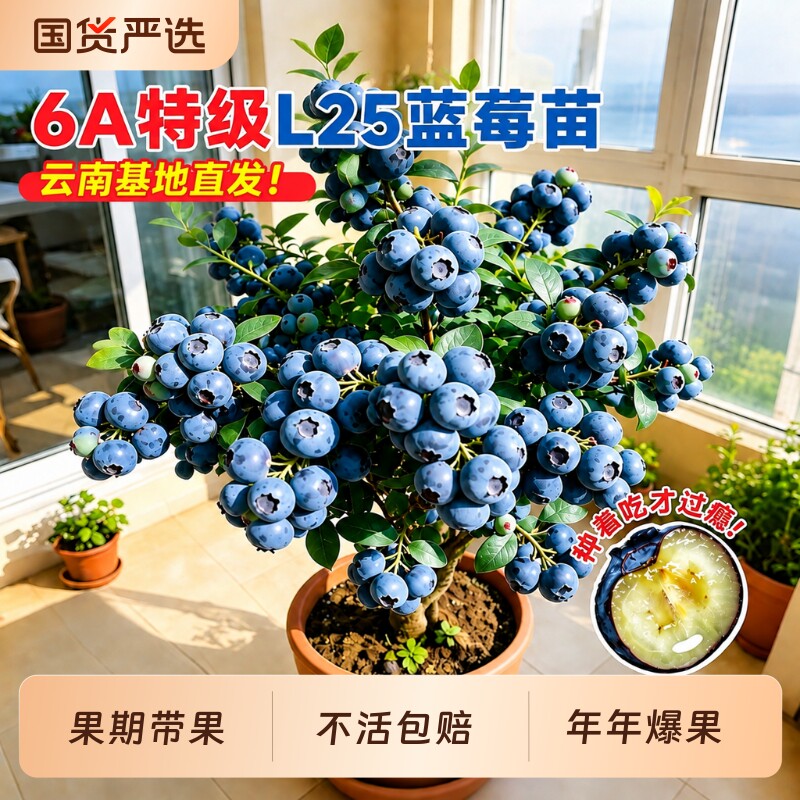特级L25蓝莓树果苗盆栽南北可种图片