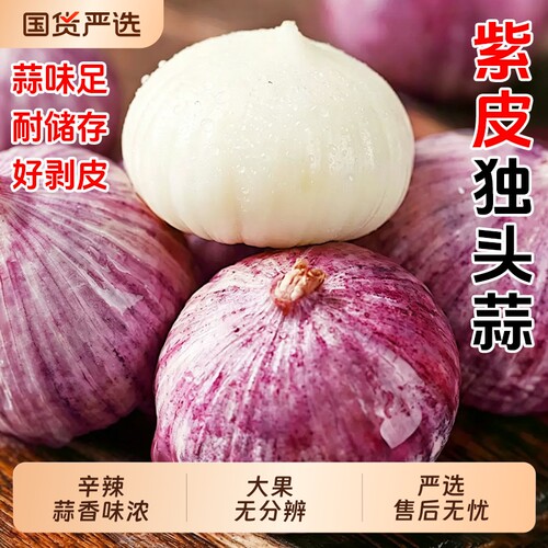 紫皮独头蒜2026年独蒜大蒜头特大干蒜5斤多瓣农家蔬菜批发新蒜