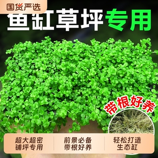 爬地矮珍珠水草趴地日本高珍珠草无菌杯植物生态鱼缸造景草坪专用