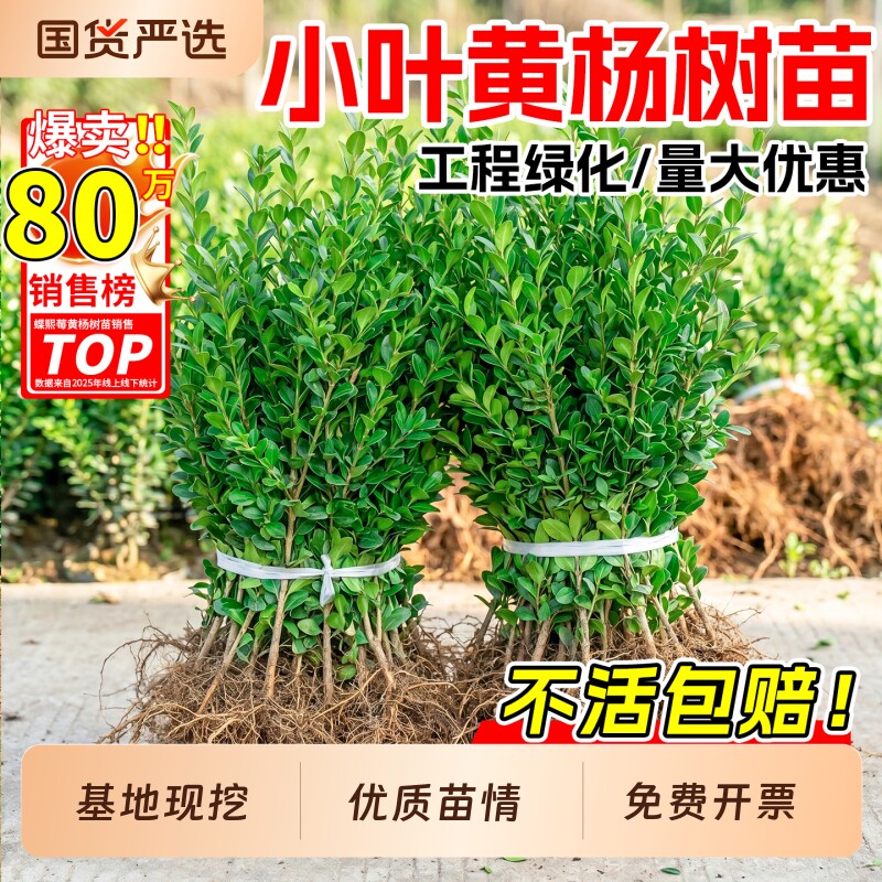 小叶黄杨树苗瓜子黄杨苗法国冬青庭院绿篱苗大叶冬青四季常青围栏