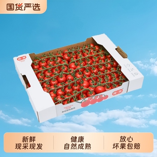 柿一家串收樱桃番茄新鲜水果千禧圣女果小西红柿小番茄一颗爆汁