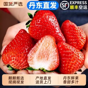 丹东草莓现摘现发果甜皆宜红颜99牛奶甜奶油草莓生鲜空运一颗国货