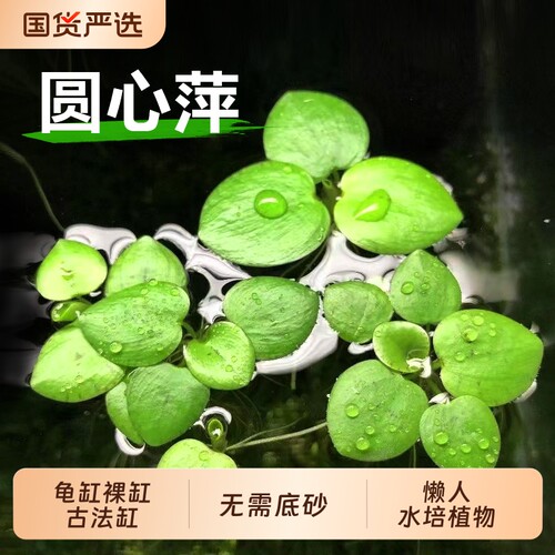 圆心萍浮萍水草水草植物鱼缸