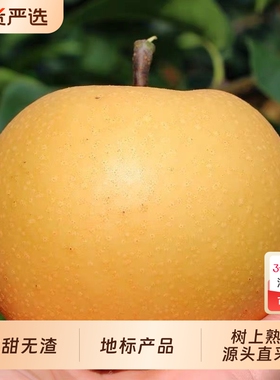 正宗圆黄梨非秋月梨丰水梨当季新鲜冰糖梨子整箱包邮鲜果国货多汁
