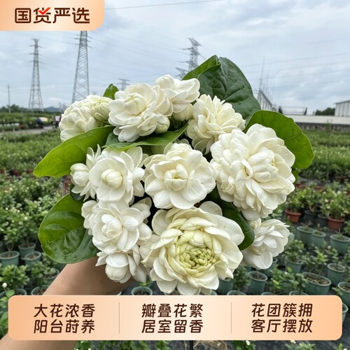 虎头茉莉花重瓣大花懒人好养