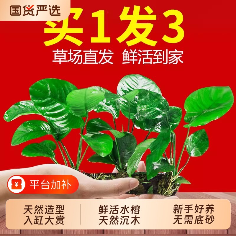 水榕沉木水草植物鱼缸造景装饰阴性养鱼绿植懒人水培皇冠大叶水质