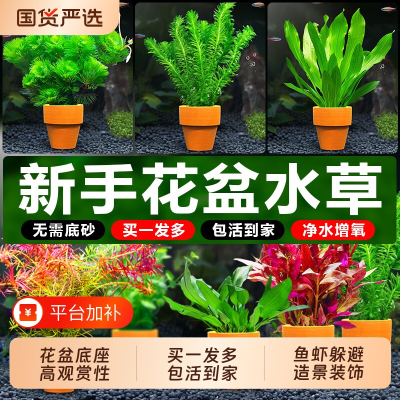 鱼缸小花盆定植水草造景专用绿菊水培真草装饰水草植物大叶沉底