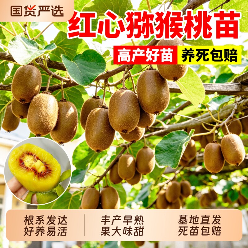当年结果G3红心猕猴桃树果苗阳台图片
