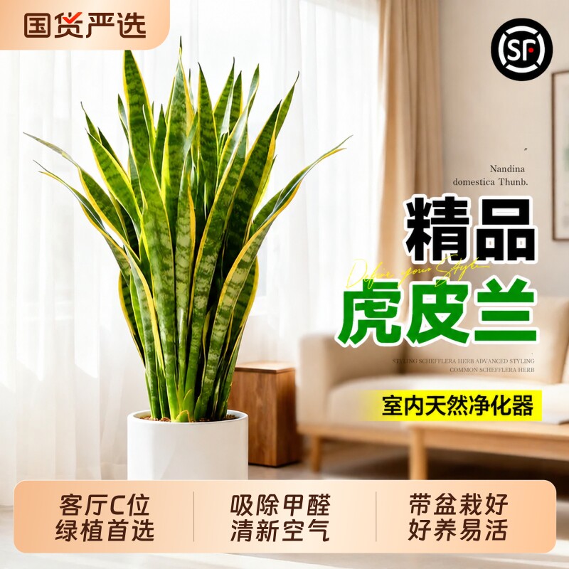 金边虎皮兰绿植办公室室内客厅大型盆栽净化空气四季好养植物家里