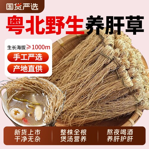 广东野生养肝草中药材丝线根护肝草养肝金草煲汤龙须草养肝草汤包