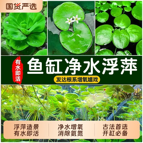 浮萍水草古法养鱼缸净水植物造景