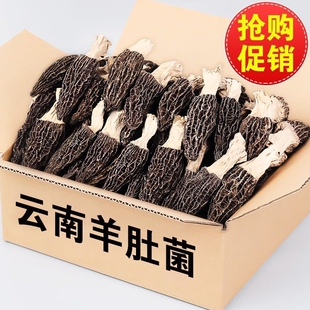 【无陈货】头茬羊肚菌新鲜干货批发肉厚剪根羊肚菌菇煲汤食材商用