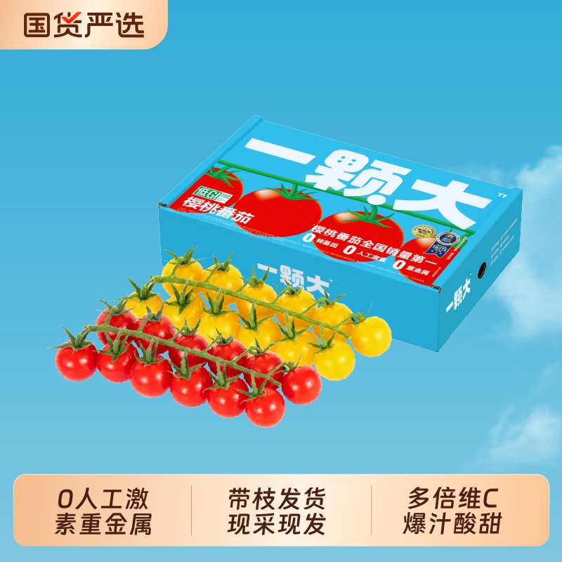 一颗大樱桃番茄整串采收新鲜发货