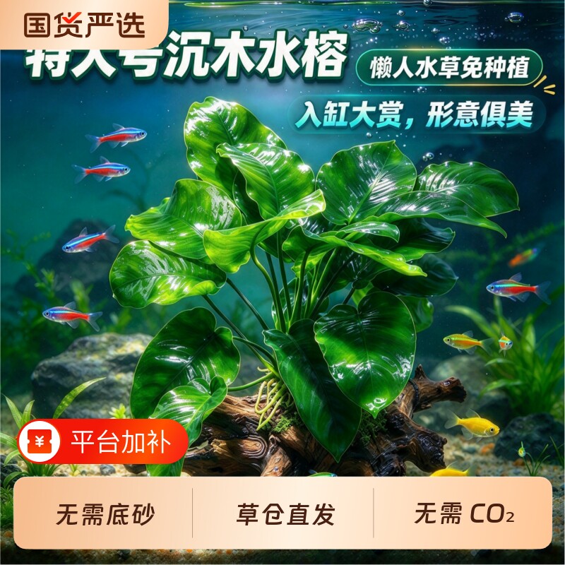 沉木水榕水草植物鱼缸造景装饰活体懒人莫斯阴性增氧净水椰壳屋