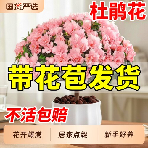 杜鹃花盆栽四季开花客厅庭院阳台植物带花苞老桩耐寒耐热好养易活