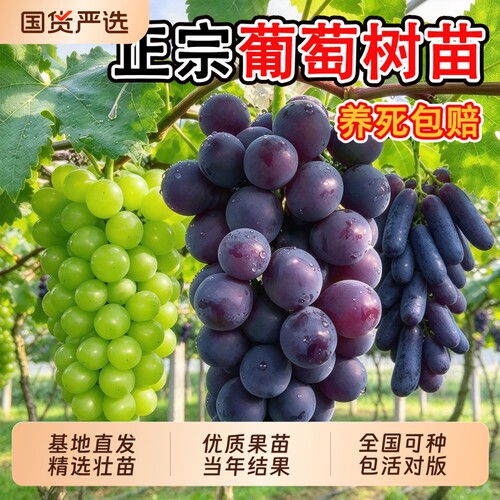 葡萄树果苗嫁接苗带土发货巨峰阳光玫瑰蓝宝石大苗树苗八号皇后