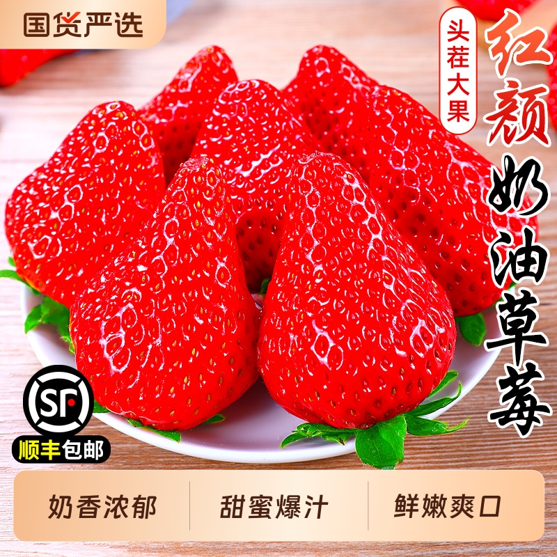 红颜草莓3斤新鲜水果99奶油草莓牛奶巧克力礼盒孕妇当季3顺丰包邮