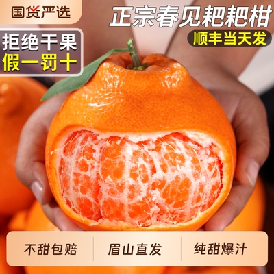 【顺丰次日达】正宗春见耙耙柑！