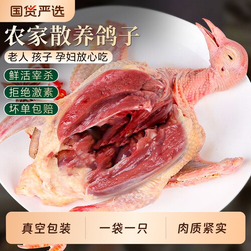 鸽子新鲜散养非土鸽子老鸽子乳鸽鲜农家煲炖汤生鲜鸽子肉肉鸽红烧
