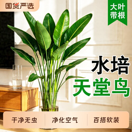 天堂鸟水培植物室内外客厅桌面
